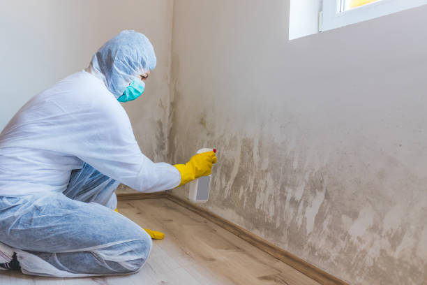 Black mold inspection in Hastings